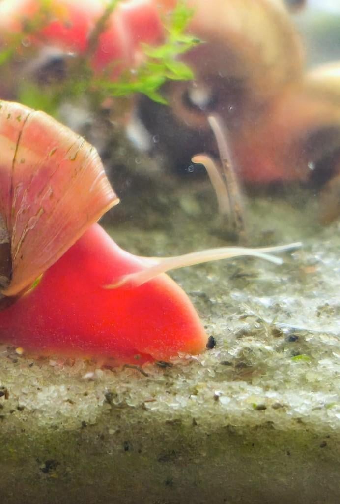 Escargot d'aquarium rose (planorbe), Animaux & Accessoires, Enlèvement, Neuf