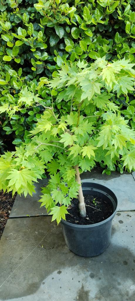 Japanse esdoorn, Tuin en Terras, Planten | Struiken en Hagen, Ophalen, Esdoorn