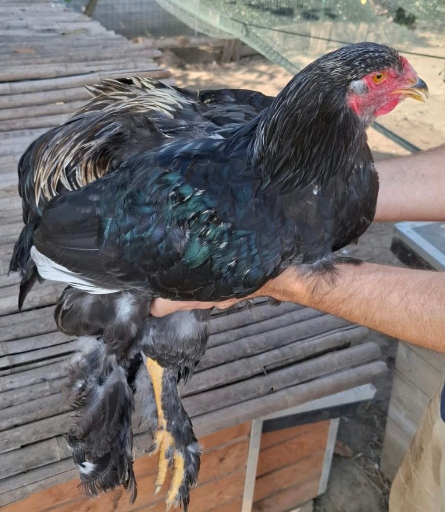 Brahma hanen, Mâle, Poule ou poulet