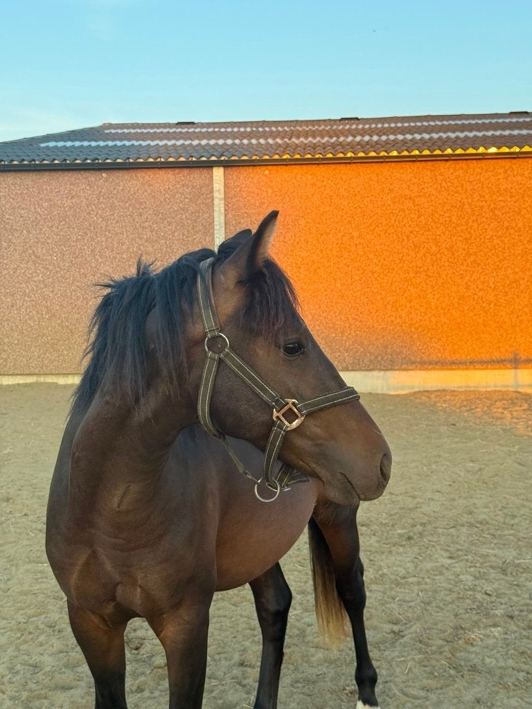 Prachtig hengsten veulen, Met stamboom, Dressuurpony, 0 tot 2 jaar, Hengst