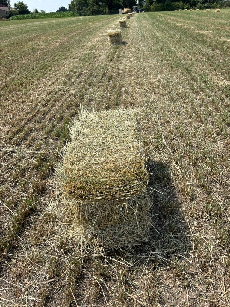 kleine balen hooi voor schapen, paarden, ...., Enlèvement