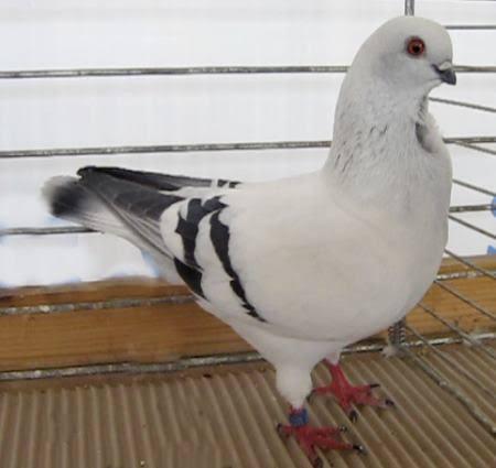 duiven te koop, Dieren en Toebehoren