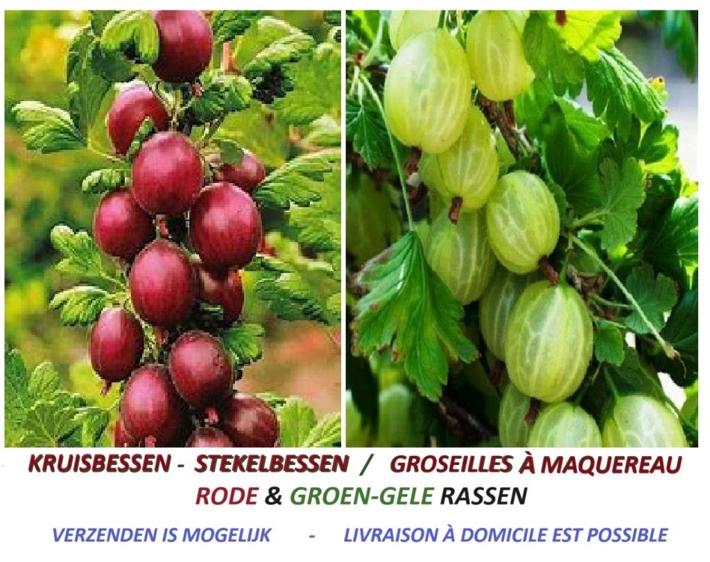RODE & GROENE KRUISBESSEN ( = STEKELBESSEN) : 5 €/Stuk, Volle zon, Vaste plant, Ophalen of Verzenden, Fruitplanten