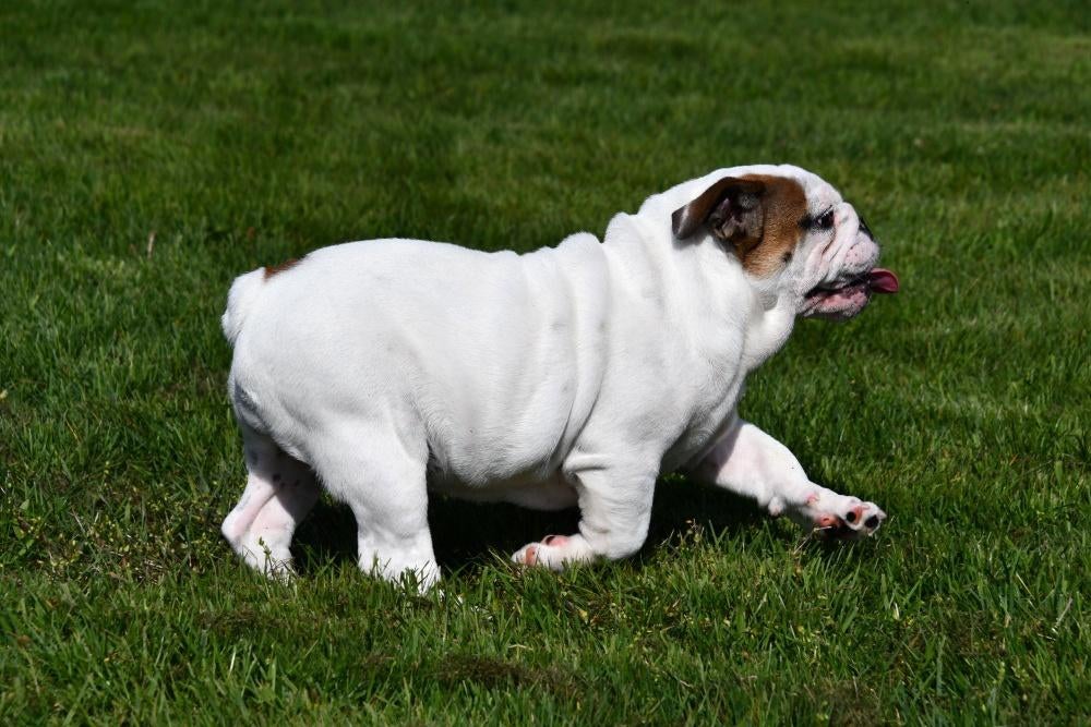Engelse Bulldog pups te koop, 15 weken tot 1 jaar, Buitenland, Teef, Meerdere