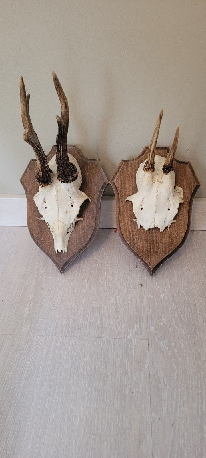 gewei hert ree, Verzamelen, Dierenverzamelingen, Ophalen, Hert