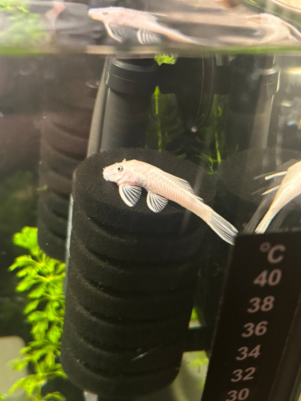 Prachtige Snow White Ancistrus algeneters, Dieren en Toebehoren
