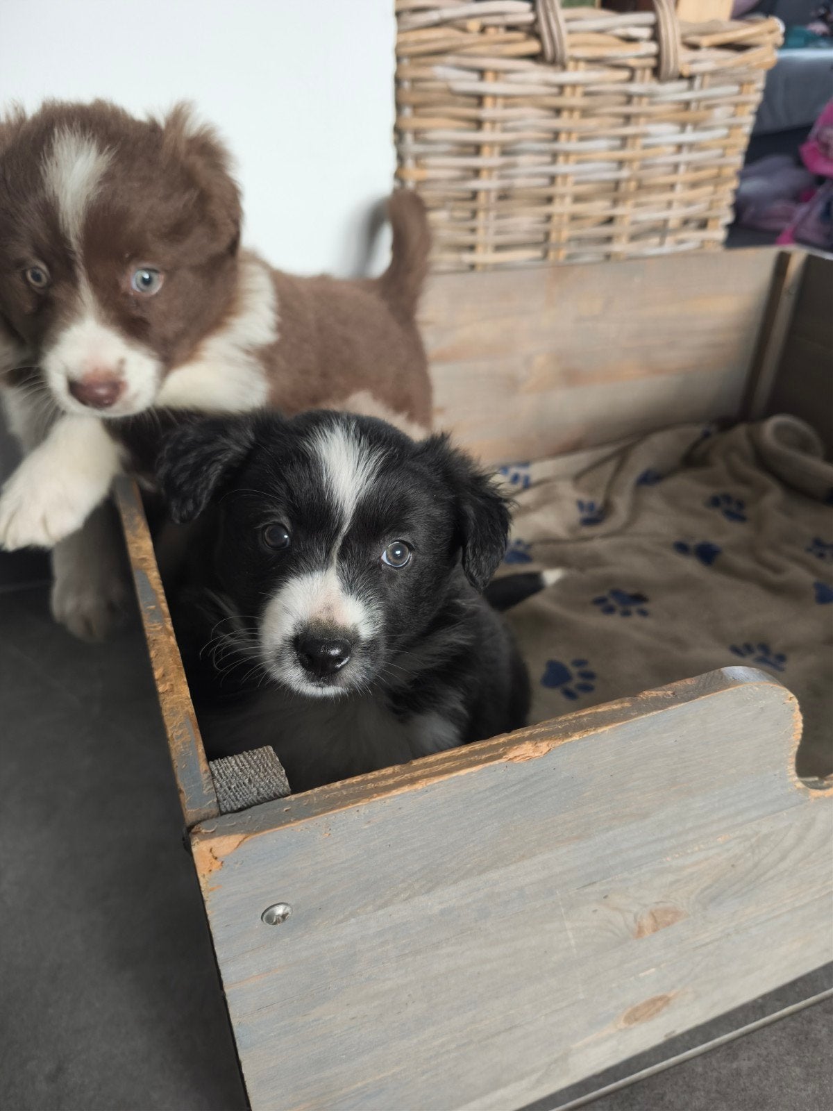 lieve actieve Border Collie pups, Dieren en Toebehoren, België, Fokker | Hobbymatig, CDV (hondenziekte), 8 tot 15 weken