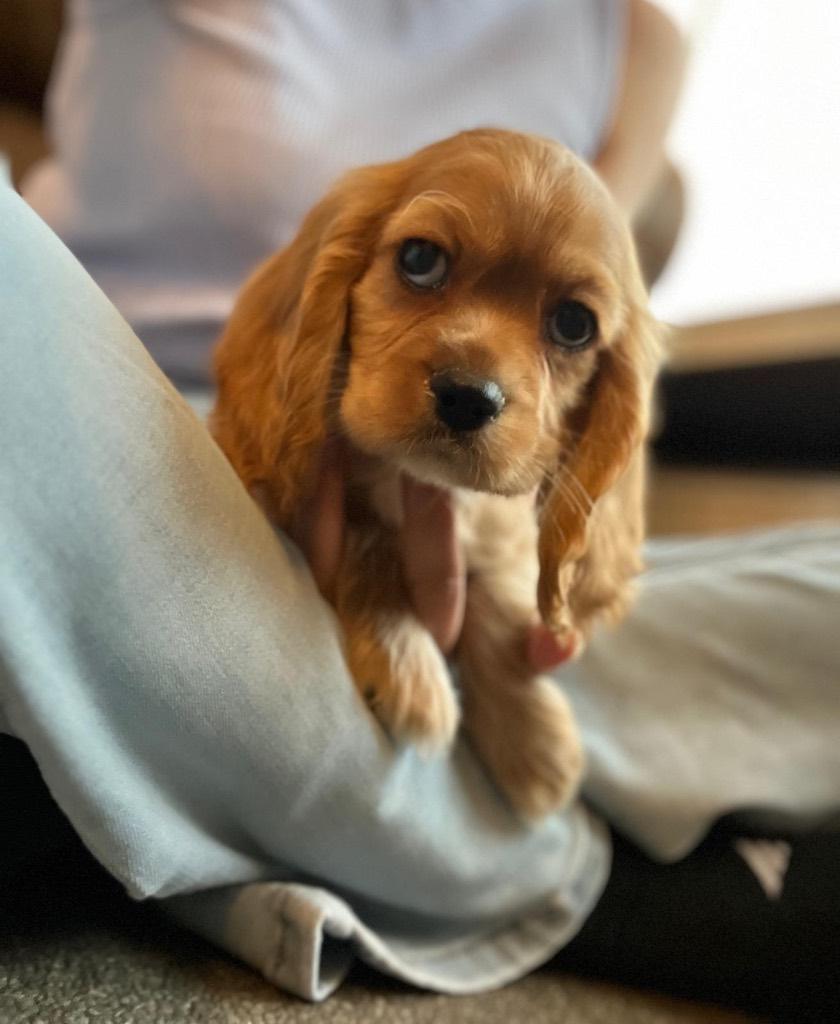 Amerikaanse cocker spaniël pup, Dieren en Toebehoren, Honden | Retrievers, Spaniëls en Waterhonden, Meerdere dieren, Spaniël, Fokker | Professioneel