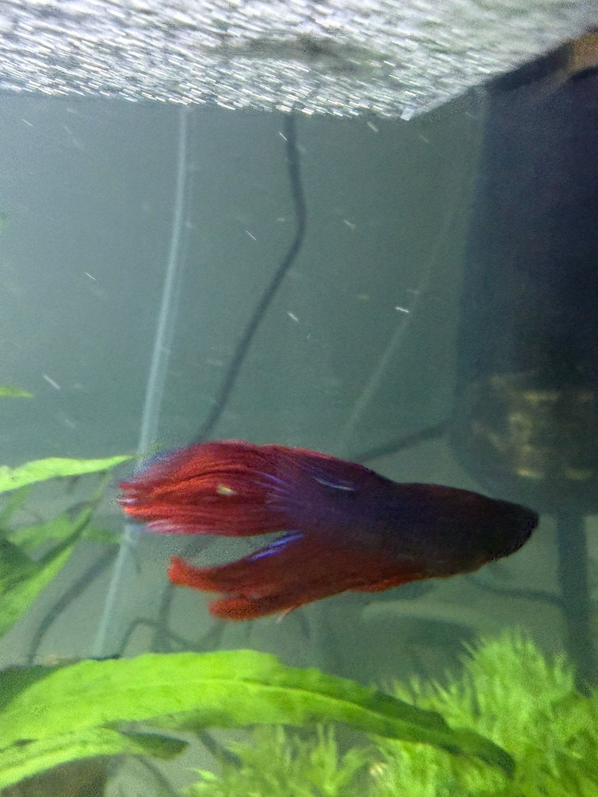 Betta te koop man, Dieren en Toebehoren, Vis, Zoetwatervis