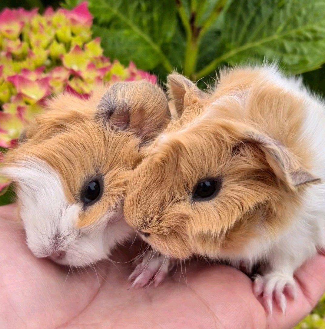 Schattige baby borstel cavia's, Cavia, Juni, Meerdere dieren, Tam