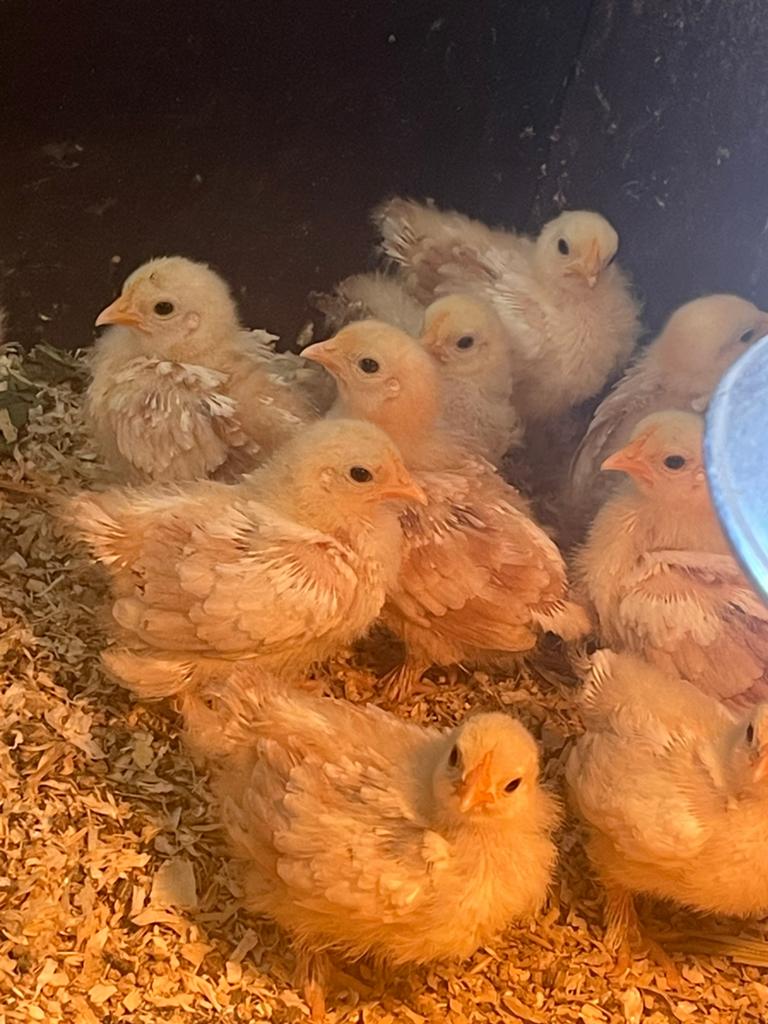 12 cochin kriel kuikens parel rood