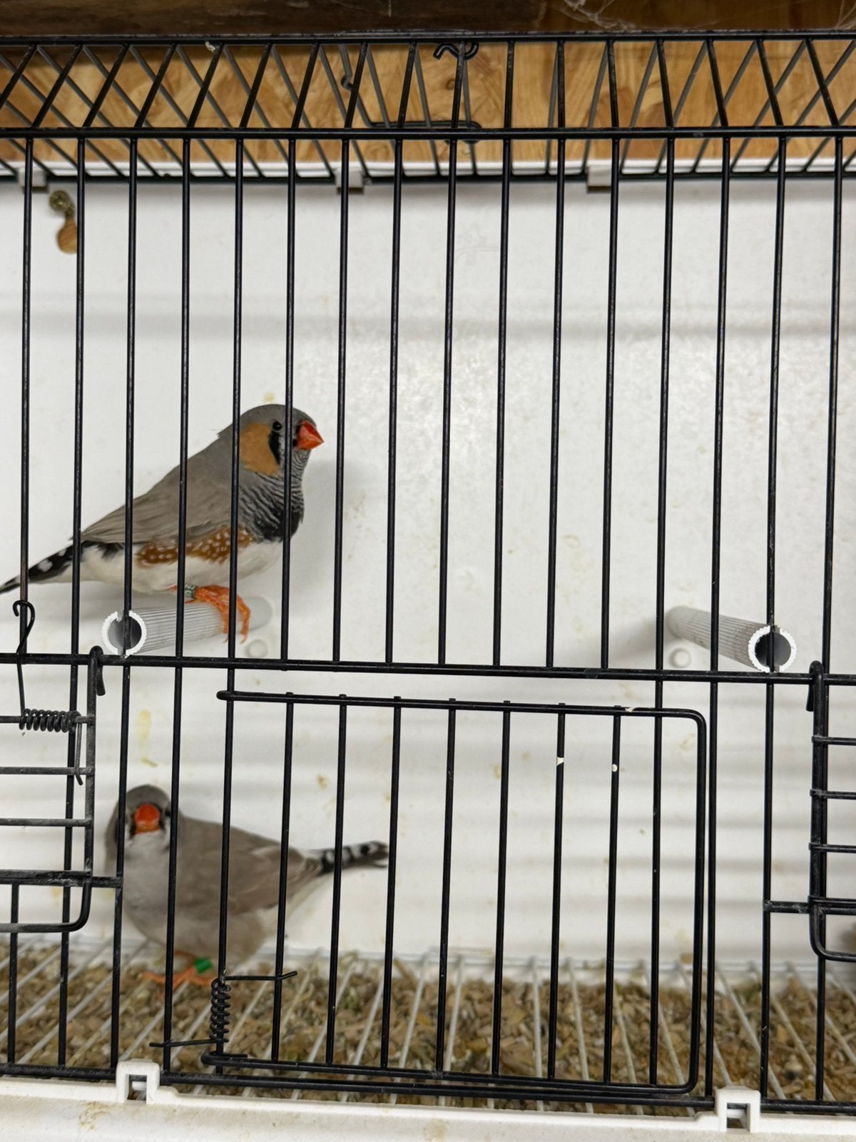 Koppel bleekrug tt zebravinken, Meerdere dieren, Tropenvogel, Geringd
