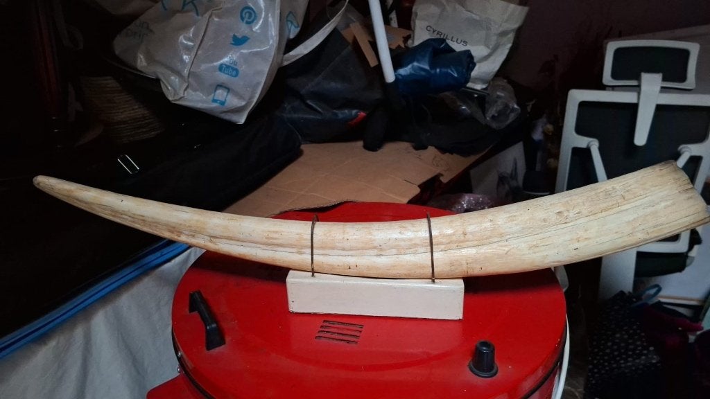Ivoire, Antiquités & Art, Antiquités | Outils & Instruments, Enlèvement