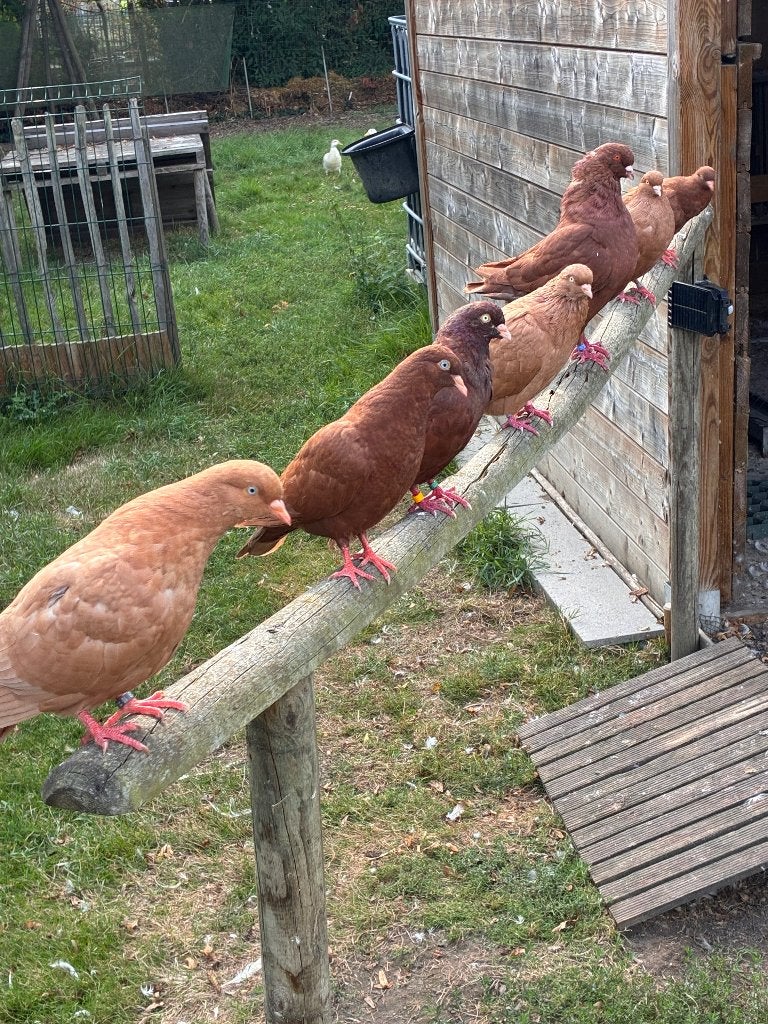 Belgische tuimelaars, Dieren en Toebehoren