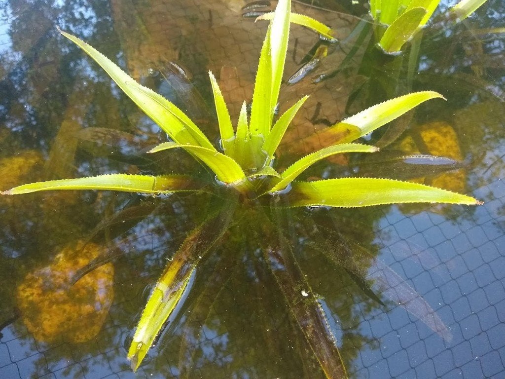 carapace - stratiotes aloïdes, Jardin & Terrasse, Étangs, Neuf, Enlèvement