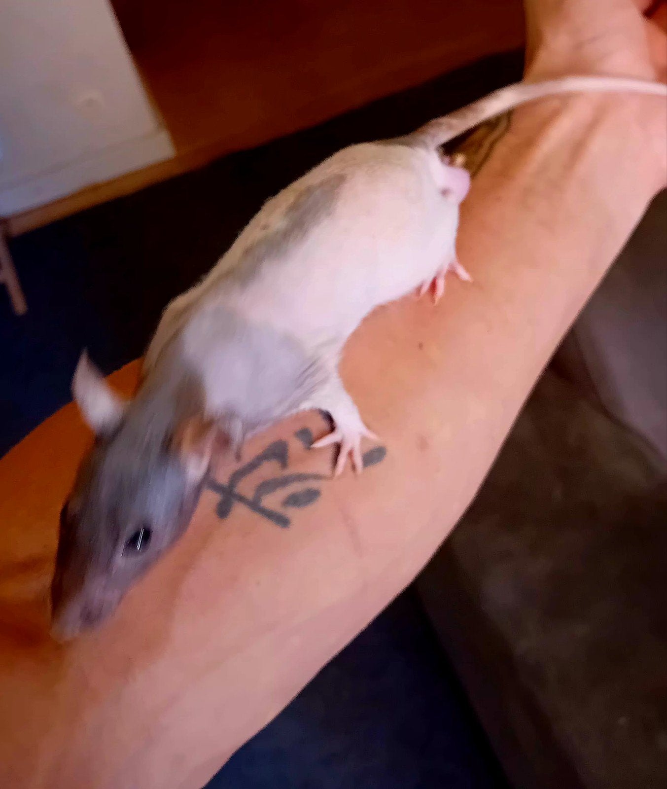 naakt rat man, Rat, Mannelijk, Januari, Tam