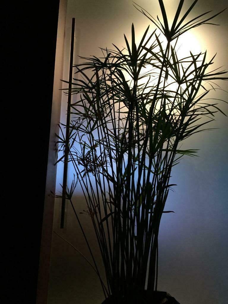 plante d'intérieur en papyrus exotique/patio/étang, Enlèvement, En pot, 200 cm ou plus