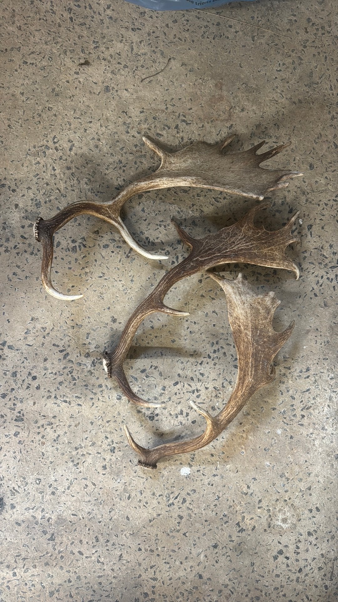 Bois de cerf mue naturelle, Enlèvement