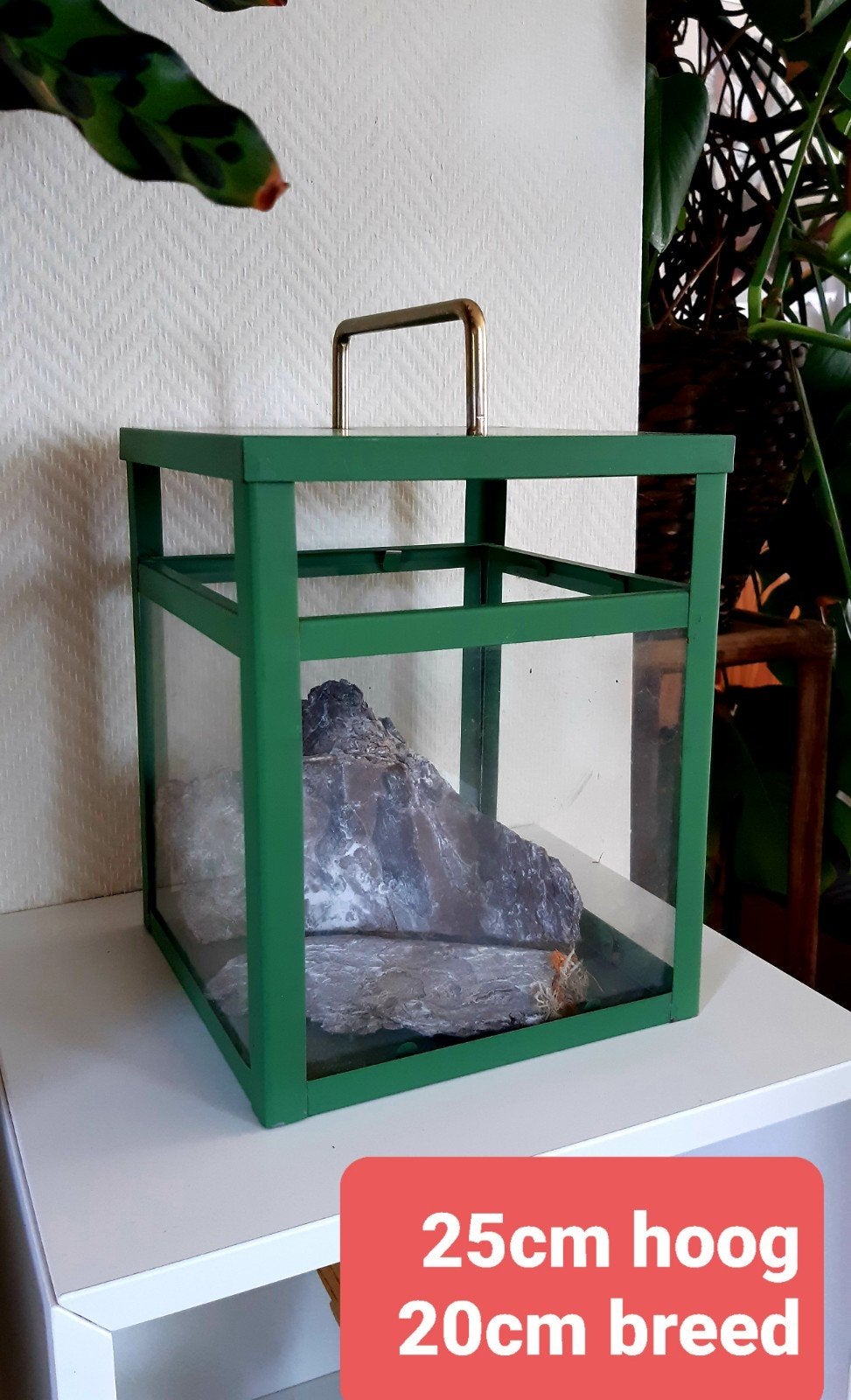 Planten terrarium, Ophalen