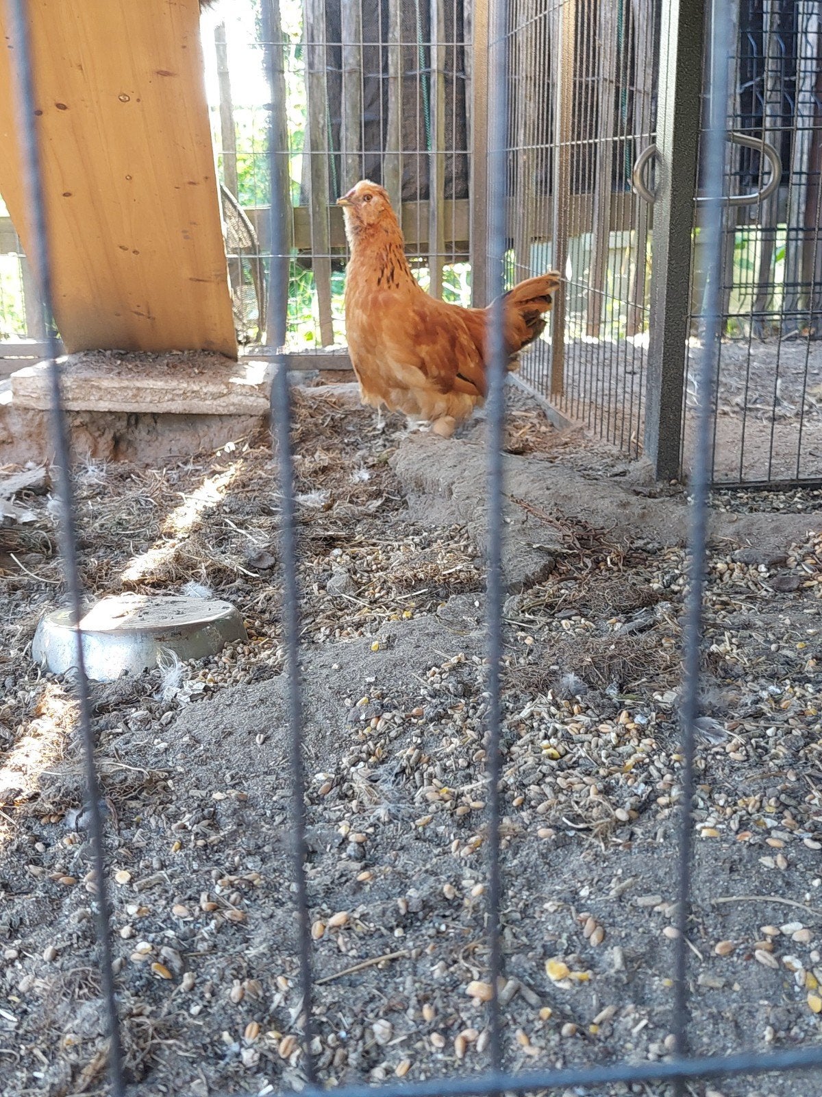 Cochin/zijdehoen haantje, Mâle, Poule ou poulet