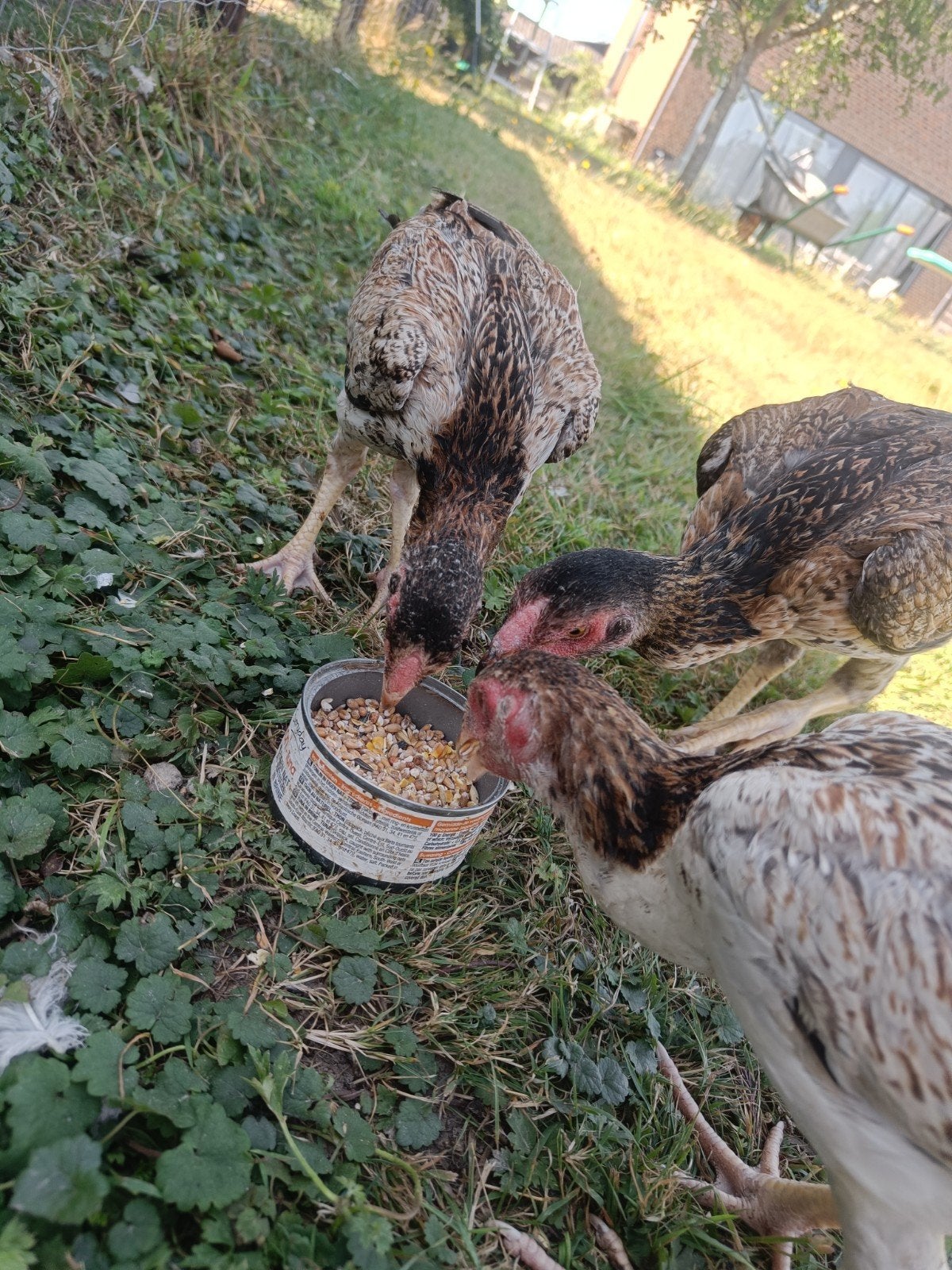 Combattants du Trio Shamo, Plusieurs animaux, Poule ou poulet