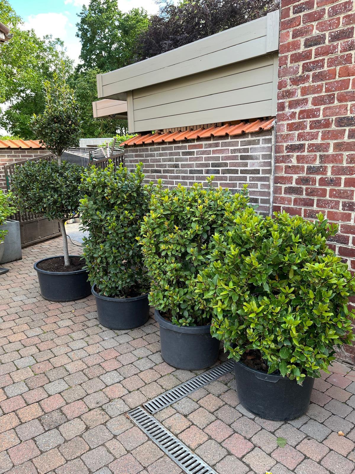 Laurierstruiken, Jardin & Terrasse, Plantes | Arbustes & Haies, Enlèvement, Laurier, Arbuste