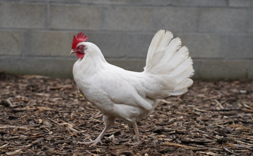Legkippen, Dieren en Toebehoren, Meerdere dieren, Kip