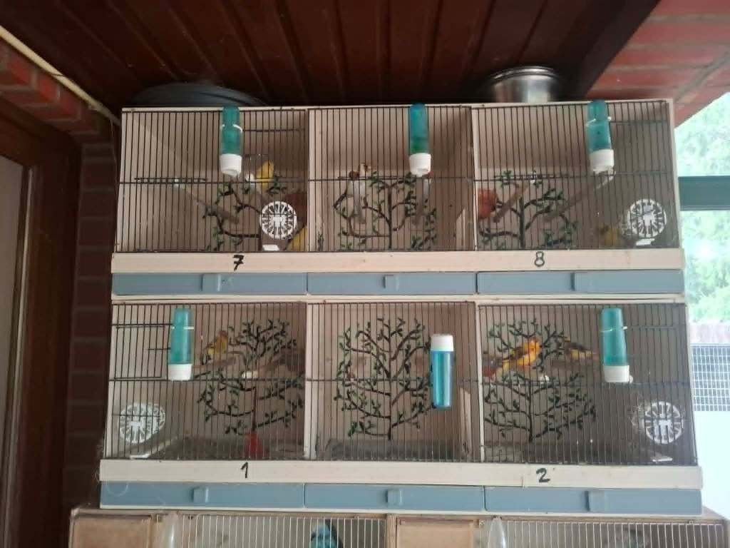 4 Kweekkoppeltjes kanaries + de kweekkooien !!!., Animaux & Accessoires, Plusieurs animaux, Canari de couleur