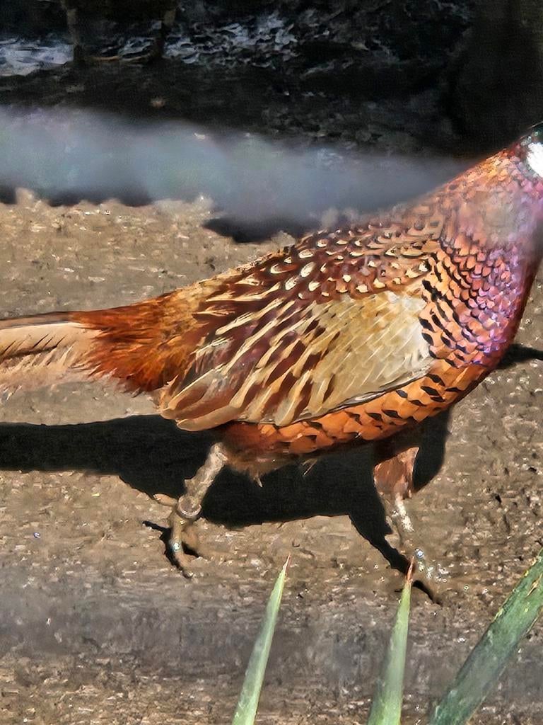 Bosfazant te koop, Dieren en Toebehoren, Mannelijk