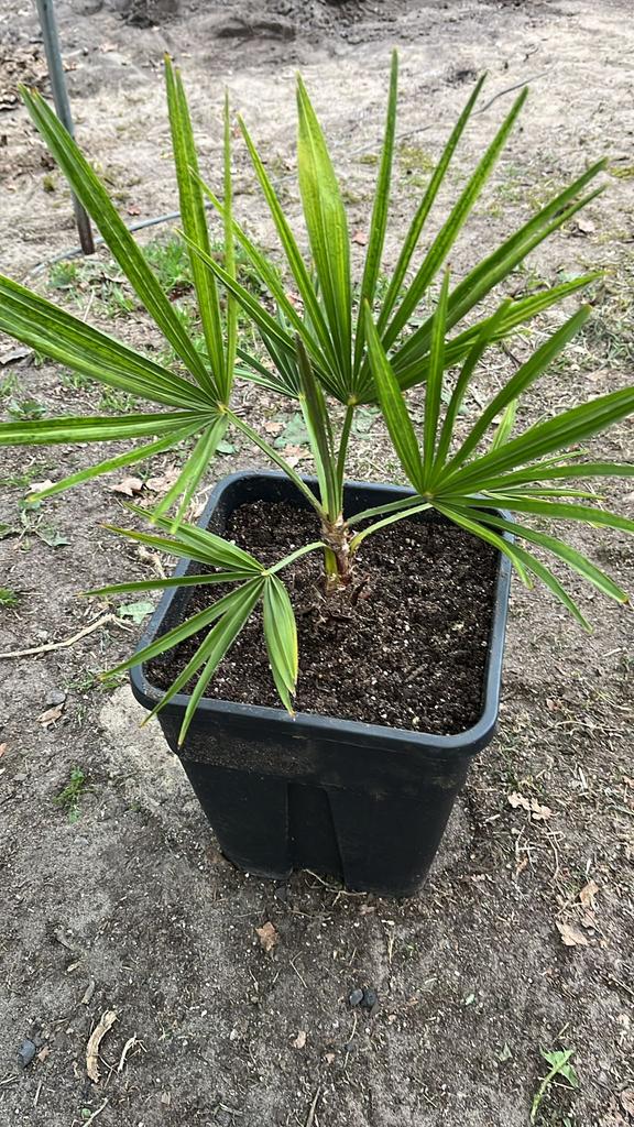 Trachycarpus fortunei, Enlèvement