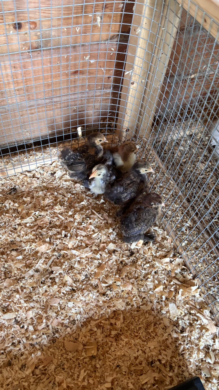 4 cochin kriel kuikens