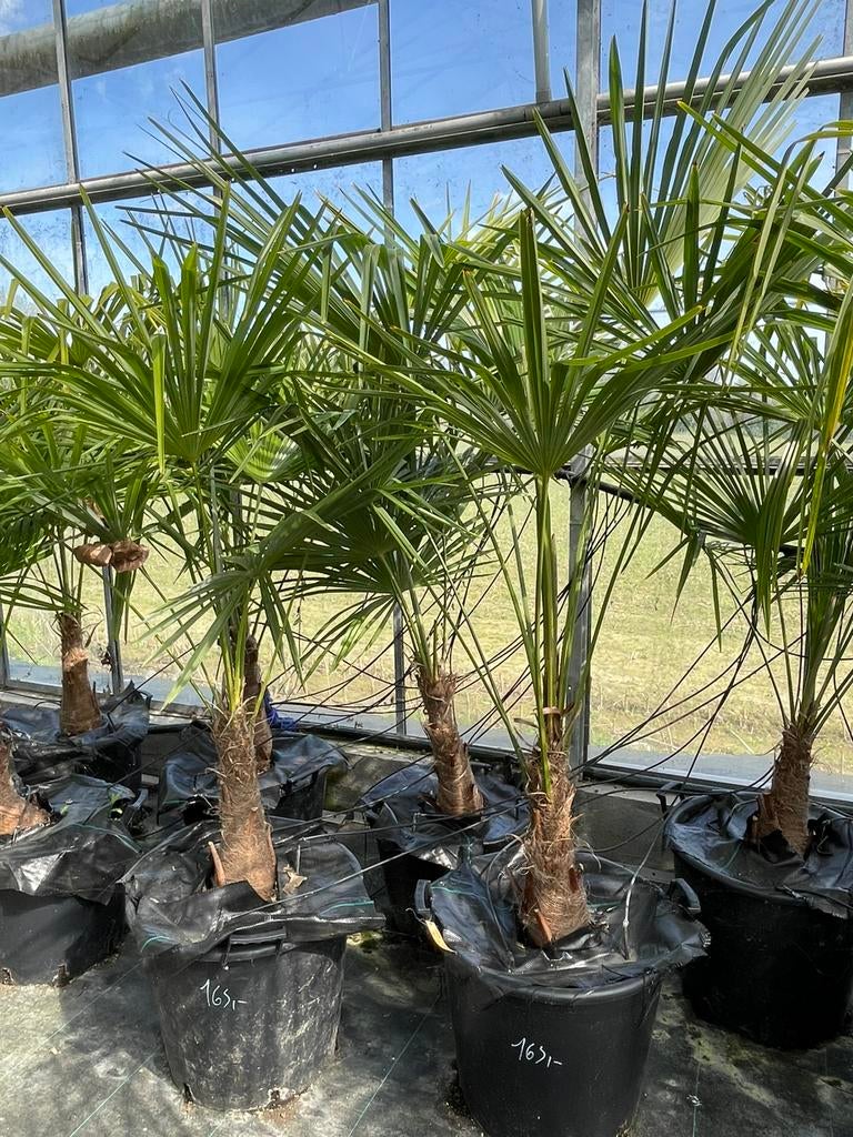 Trachycarpus fortunei, Tuin en Terras, Planten | Bomen, Palmboom, 100 tot 250 cm, Volle zon, Lente, In pot, Ophalen