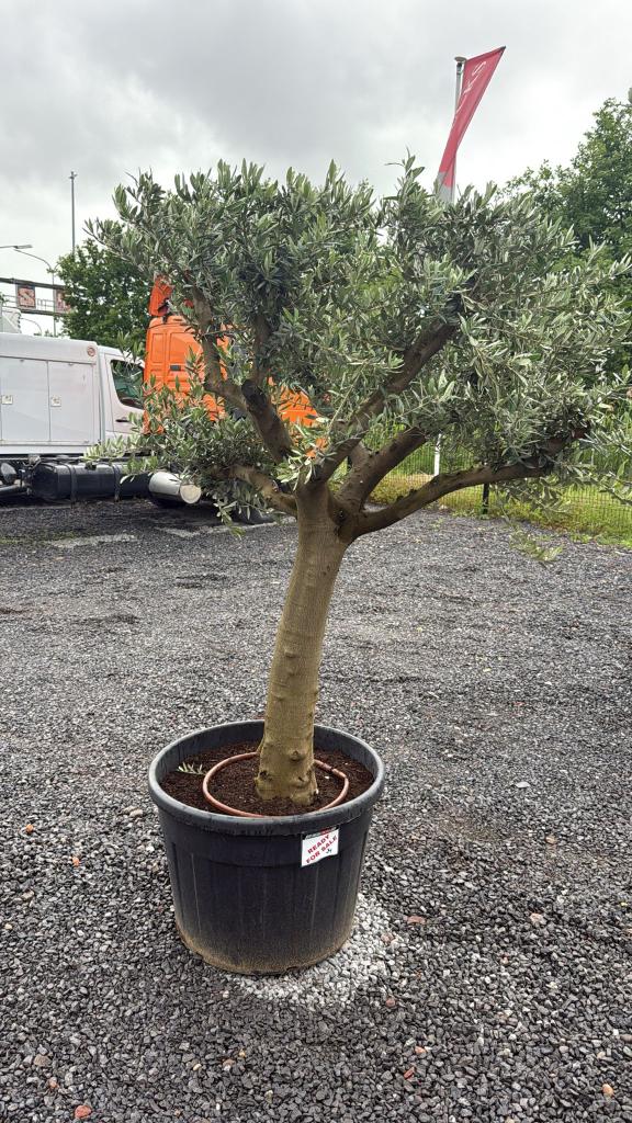 Olijfboom mooi vertakt, Tuin en Terras, Planten | Bomen, Lente, 100 tot 250 cm, Olijfboom, Ophalen