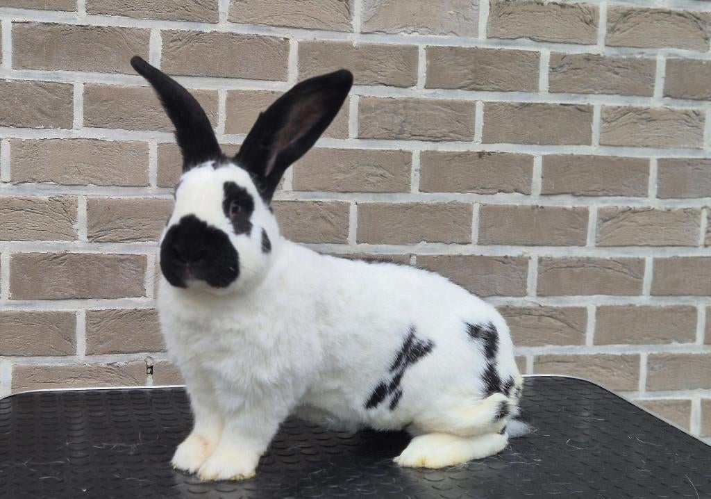 Reuzevlinders koppel Groot-Lotharinger, Dieren en Toebehoren, Meerdere dieren, Groot, 0 tot 2 jaar