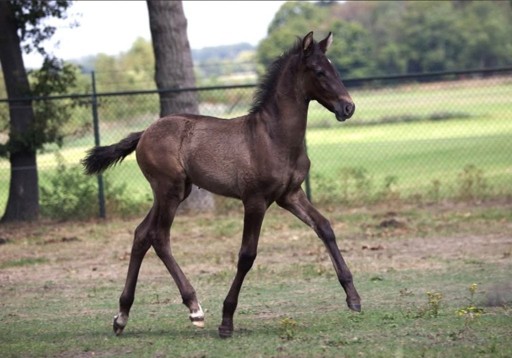 Zeer apart hengst veulen PRE andalusier, Dieren en Toebehoren, Paarden, Niet van toepassing, Met stamboom, Dressuurpaard, 0 tot 2 jaar