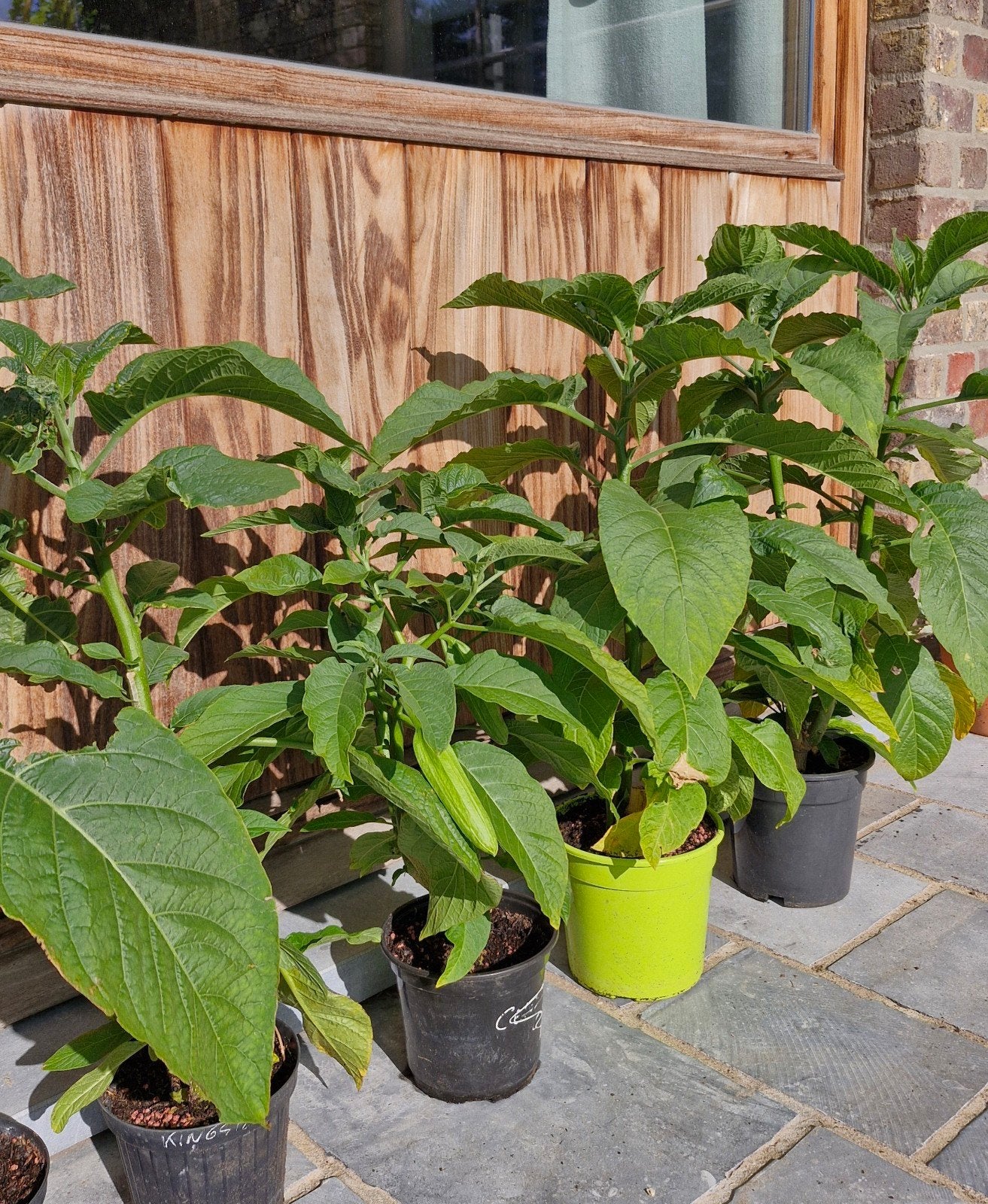 Brugmansia of trompetbloem - roze, Tuin en Terras, Ophalen, Zomer