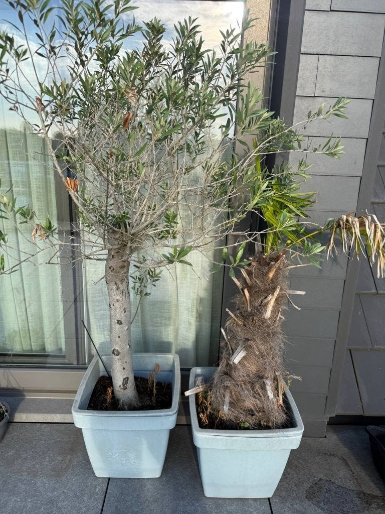 Olijfboom en palmboom, Tuin en Terras, Ophalen, Vaste plant, Overige soorten