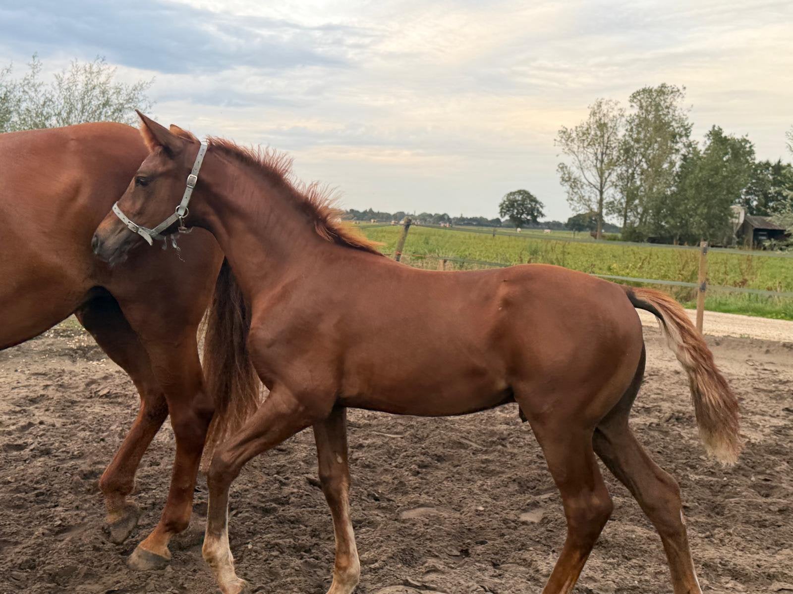 Brave hengst veulen paard, Enlèvement