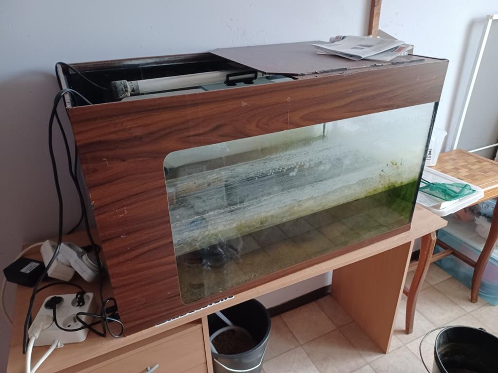 Aquarium, Dieren en Toebehoren, Vissen | Aquaria en Toebehoren, Ophalen of Verzenden