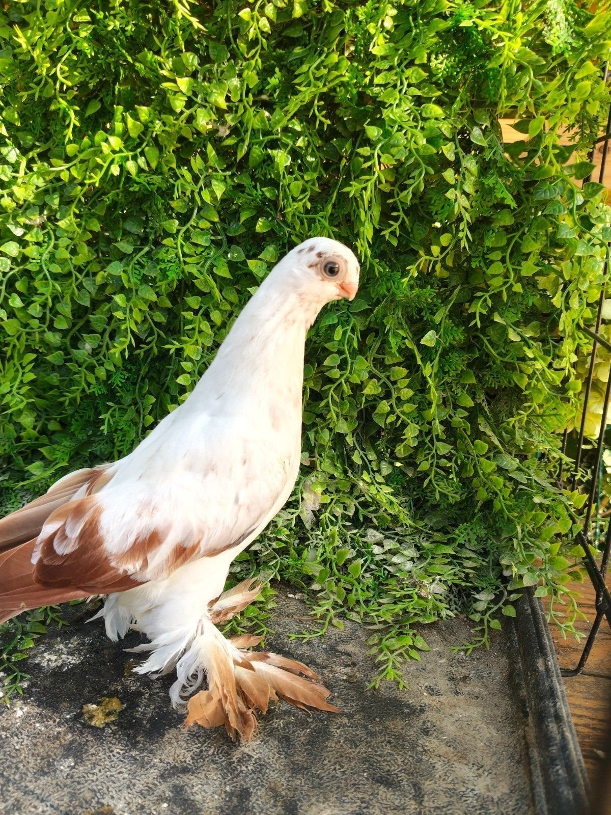 pogon