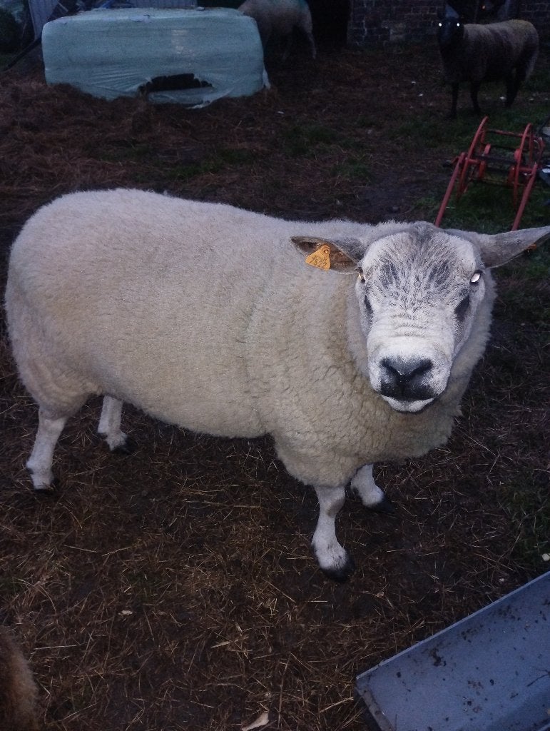 Schaap, Mâle, Mouton, 3 à 5 ans