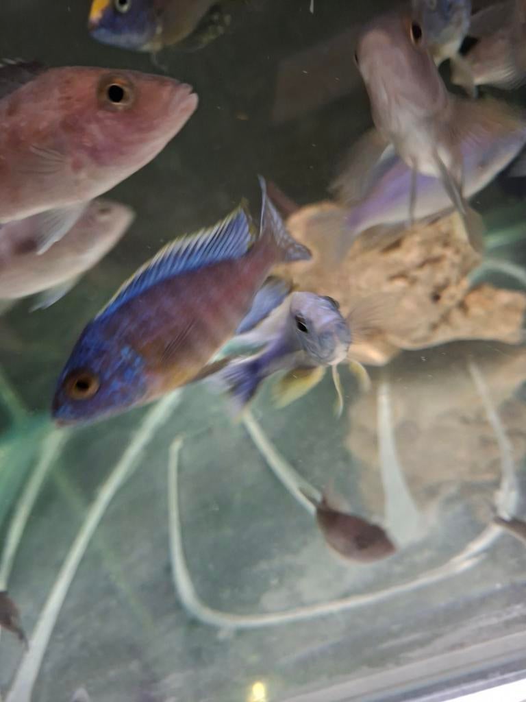 Cichlides malawi aulonocara turkish, Dieren en Toebehoren