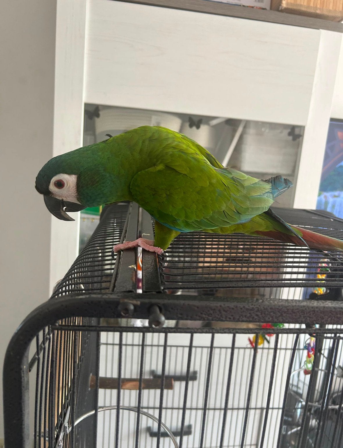 Perroquet Rio a vendre, Animaux & Accessoires, Perroquet