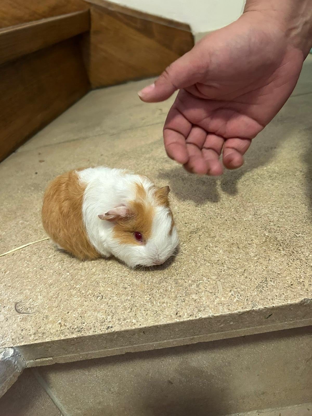 Zeugje geboren 11/05/2026, Dieren en Toebehoren, Cavia, Vrouwelijk, Mei, Tam