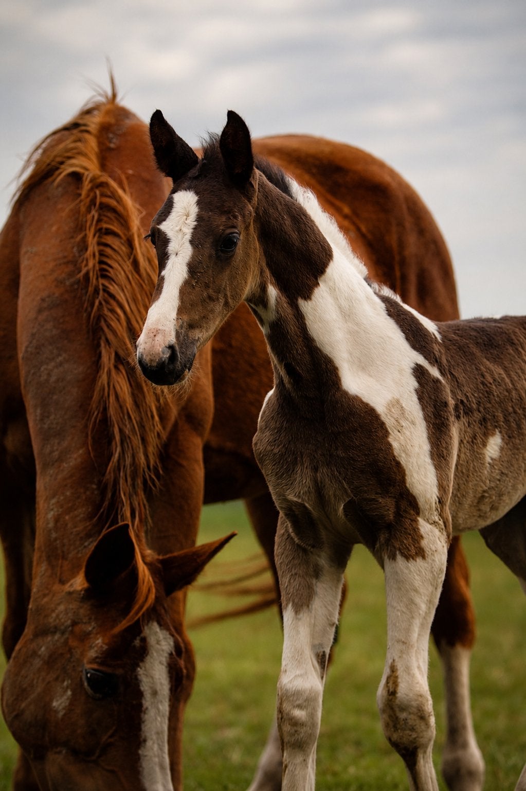 Springgefokte veulens, bont, valk, palomino,… top kwaliteit, Dieren en Toebehoren, Paarden, Springpaard, Met stamboom, Niet van toepassing