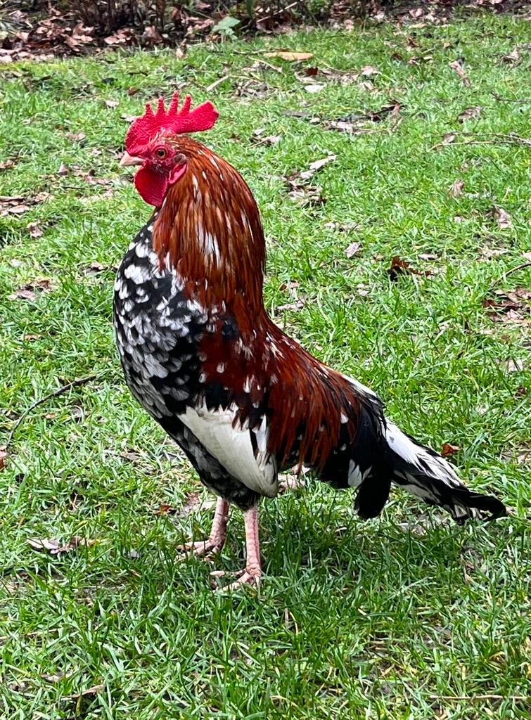 Gratis doornikse kriel haantjes, Dieren en Toebehoren, Pluimvee