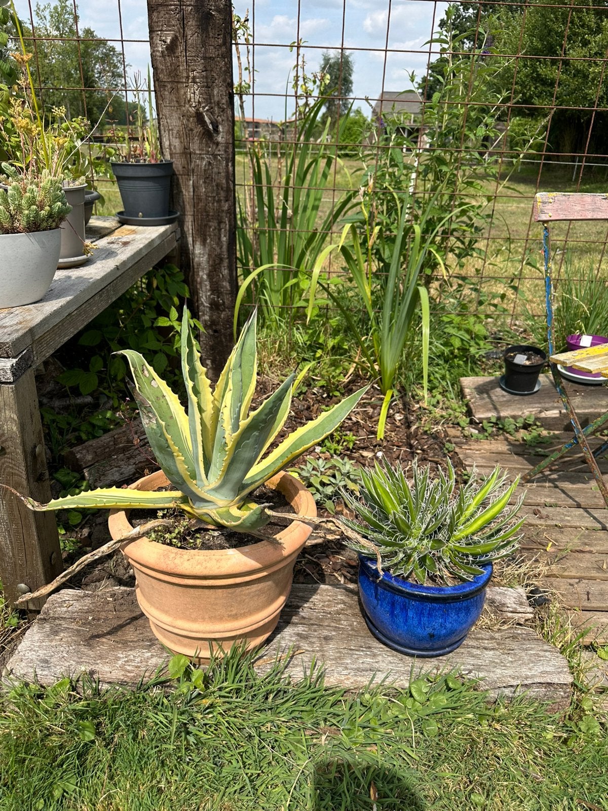 Lot de 2 grosses agaves – Agave americana + Agave filifera, Jardin & Terrasse, Autres espèces, Plein soleil, Été, Enlèvement