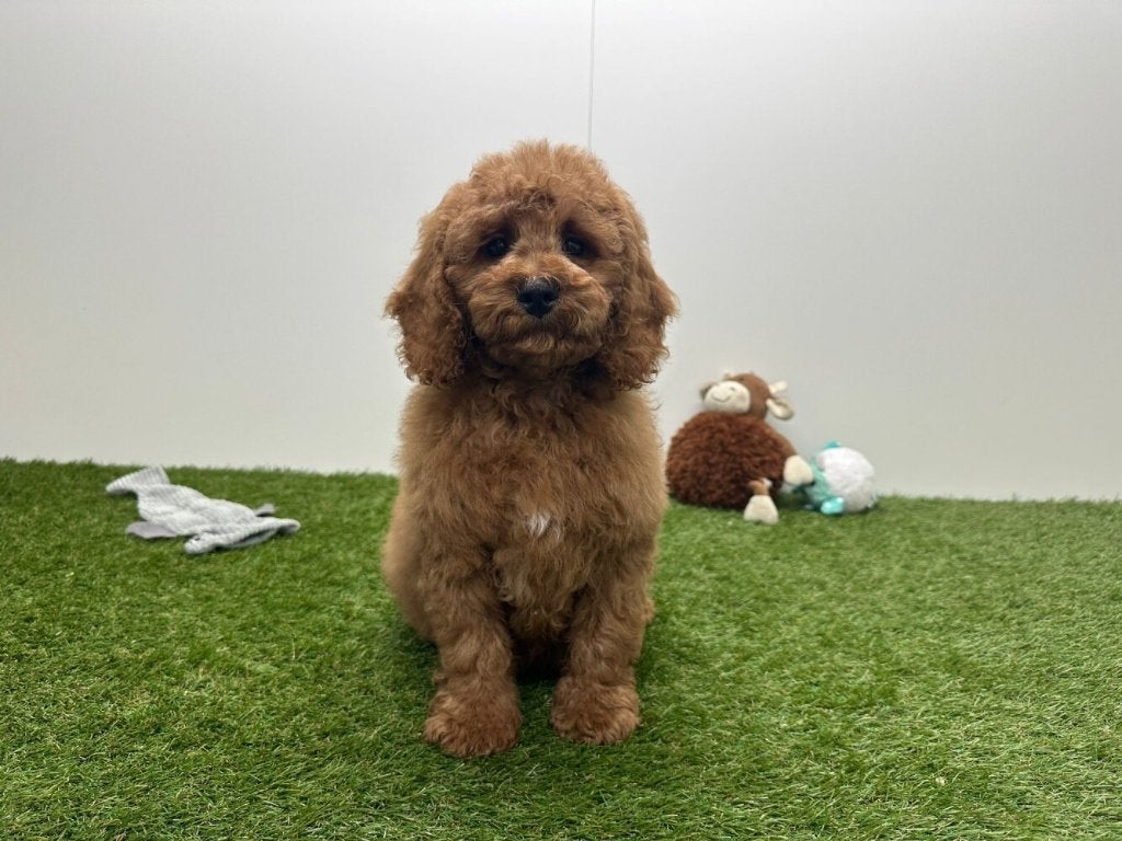Cockapoo pups (F1), België, 8 tot 15 weken, Parvo, Meerdere