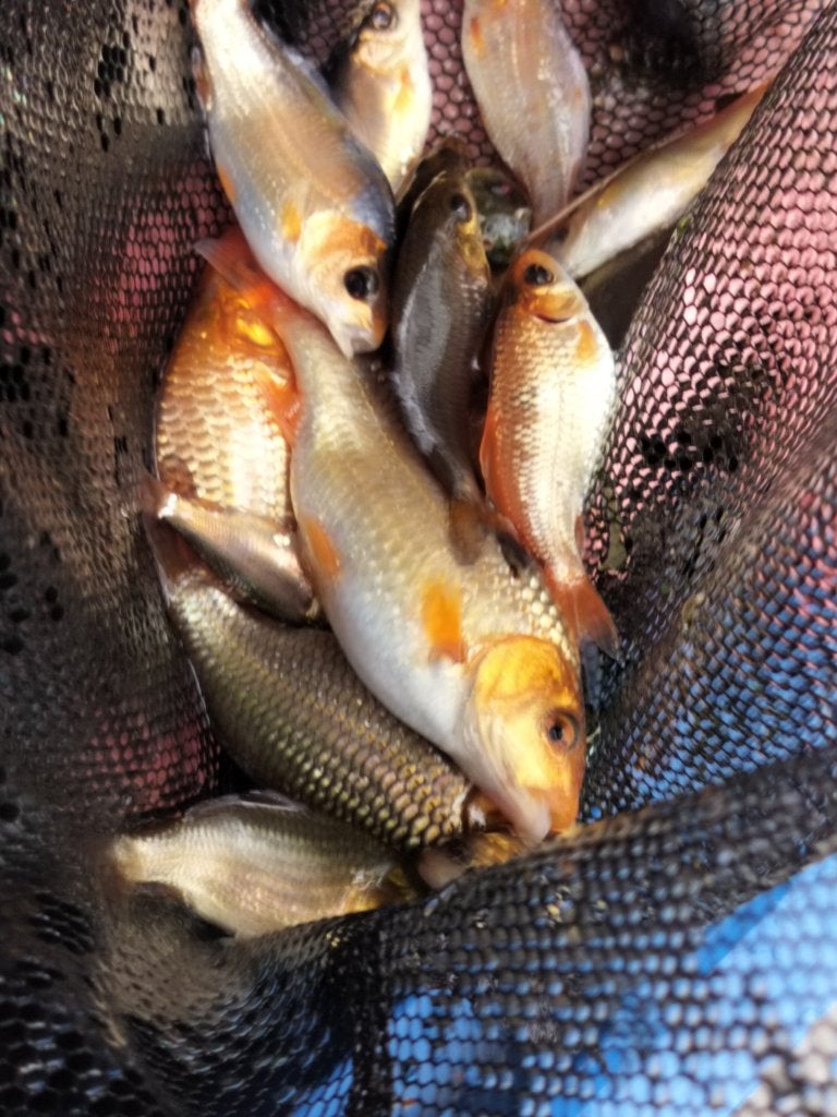 Koi