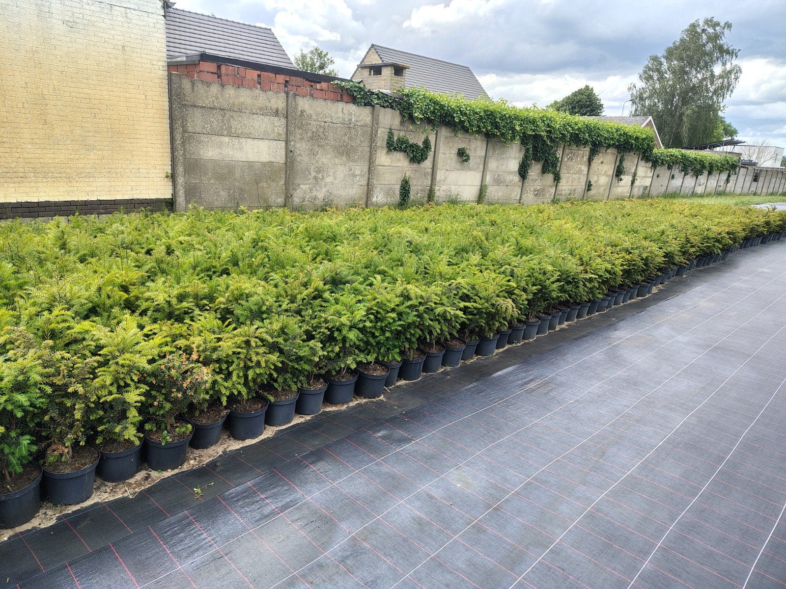 Taxus baccata 55-60cm, Ophalen